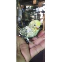 ราคา ขายลูกป้อนนกหงส์หยกหน้าโกเด้น (360428751)