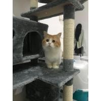 ราคา แมวมัชกิ้น แมวขาสั้น พร้อมผสม อายุ1ปี (360429974)