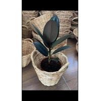 ราคา ขายต้นยางอินเดียดำในกระถาง แถมพร้อมตระกร้าหวายรากแน่นต้นแข็งแรงนัดรับในเมืองเชียงใหม่จร้า (มือหนึ่ง) (360427252)