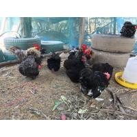 ราคา ขายไก่มินิโคชิน หนุ่ม สาว (360422232)