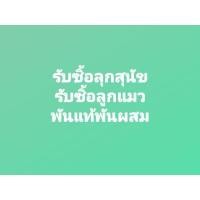 ราคา รับซื้อลูกแมวลูกหมาพันแท้พันผสมรับหมด (359836897)