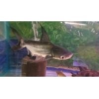 ราคา ปลาเทพาสั้น (360412767)