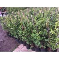 ราคา ต้นโมกราคา 23 บาท (มือหนึ่ง) (360411478)