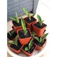 ราคา ต้นอ่อน ว่านงาช้าง ฟอกอากาศ (มือหนึ่ง) (360401026)