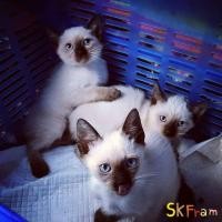 ราคา (ลูกแมววิเชียรมาศ Siamese Cat) แมวมงคลไทยโบราณสายพันธุ์ไทยวิเชียรมาศ (จดทะเบียนพาณิชย์) (360396092)