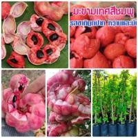 ราคา ต้นมะขามเทศสีชมพู (มือหนึ่ง) (360404266)