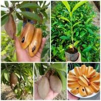 ราคา ต้นละมุดกระสวยมาเลย์ (มือหนึ่ง) (360400189)