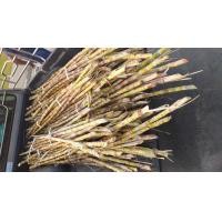 ราคา อ้อยคั้นน้ำสุพรรณบุรี 50 (มือหนึ่ง) (360399412)