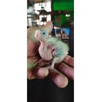 ราคา ขายลูกป้อนนกค๊อกคาเทลสีซิลเวอร์มุก (360371573)
