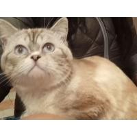 ราคา แมวสก็อตติช โฟลด์ scottish fold หูตั้ง เพศผู้ ตาฟ้า พร้อมขึ้นทับ 0989173718 (360372290)