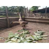 ราคา ห่านจีนเทาผู้ (360367510)