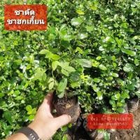 ราคา ต้นชาฮกเกี้ยน ชาดัด ต้นละ 6 บาท ปลูกเป็นแนวรั้ว แนวกันลม (มือหนึ่ง) (359422365)