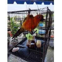 ราคา ขายซันคอนัวร์ (360347557)