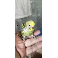 ราคา ขายลูกป้อนนกหงส์หยก (360340142)