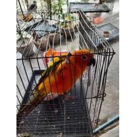 ราคา ขายนกแก้วซันคอนัวร์ (360332527)