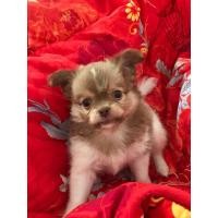 ราคา ชิวาว่า (360348159)