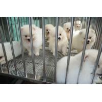 ราคา จำหน่ายลูกสุนัข Pomeranian ปอมเมอเรเนียร ปอมขาว ปอมแท้ ปอมหน้าหมี (360346475)