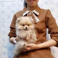 ราคา ปอมเมอเรเนียน หน้าหมี ขนแน่น (360343949)