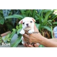ราคา เฟร้นช์​บูลด็อก​ เพศ​ผู้​ สี​ครีม​ (360343890)