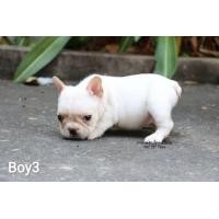 ราคา เฟร้น​บลูด็อก (360343867)