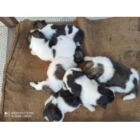 ราคา ลูกสุนัขบางแก้วแท้น่ารัก (360339956)