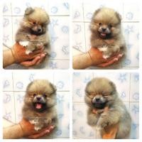 ราคา ปอมปอม หน้าหมี (358812548)