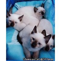 ราคา ลูกแมววิเชียรมาศ Siamese Cat) แมวมงคลไทยโบราณสายพันธุ์ไทยวิเชียรมาศ หรือแมวสยาม จดทะเบียนพาณิชย์ (360351494)