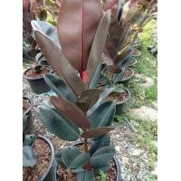 ราคา ต้นยางอินเดียดำ 80cm (มือหนึ่ง) (359324663)