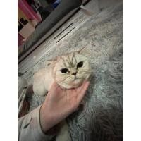 ราคา แมวสก็อตติชโฟร์ ผสม บตริช (360313154)