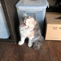 ราคา แมวสก็อตติชโฟล์ดแท้ ผญ (360311406)