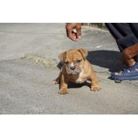 ราคา ลูกสุนัขอเมริกันบูลลี่ (360308045)
