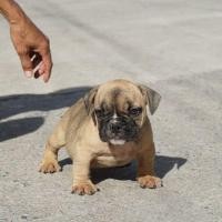 ราคา ลูกสุนัขอเมริกันบูลลี่ (360307888)