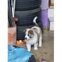 ราคา ลูกสุนัขบางแก้วสายเลือดไทยแลนด์ (360307354)