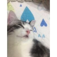 ราคา ลูกแมวเอ็กโซติก (360320606)