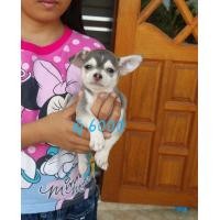 ราคา ชิวาว่า (360313298)