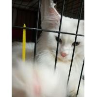 ราคา แมวเปอรเซีย ผสม เมนคูน เพศ ผู้ ตา 2 สี อายุ 1 ปี (360310242)