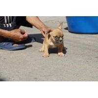 ราคา ลูกสุนัขอเมริกันบูลลี่ (360323249)