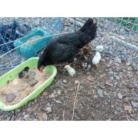 ราคา ขายลูกไก่ชนยกคอกแม่พันธุ์กับลูกไก่ชน (360323012)