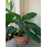 ราคา ต้นเศรษฐีวิลสัน (มือหนึ่ง) (360321011)