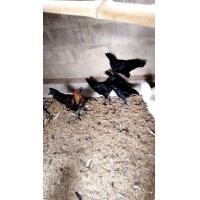 ราคา ไก่ดำ มองโกล ลูกผสมอินโด ราคาเริ่มต้น 500 บาท ไก่พร้อมทำพันธุ์ สวยๆ (355301743)