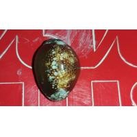 ราคา หอยเบี้ย โมเดล (มือหนึ่ง) (360293154)