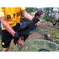 ราคา ไก่สาวพร้อมไข่ สายเลือดสาวเอี่ยว หัก มดตะนอย(ปิดครับ) (359431734)