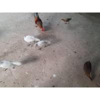 ราคา ไก่ต่อหูขาว ไก่หนุ่ม ไก่สาว สีขาว (359350478)