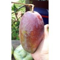 ราคา ตันมะม่วงแดงจักรพรรดิ (มือหนึ่ง) (360301093)