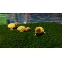 ราคา ขายลูกป้อนเลิฟเบิดร์เชื่องๆ (123894224)