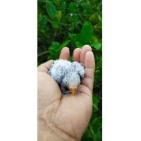 ราคา ขายลูกนกเลิฟเบิร์ดสีพายฟ้า (353126371)