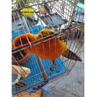 ราคา ขายนกซันคอนัวร์ (360242239)