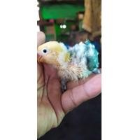 ราคา ขายลูกป้อนนกเลิฟเบิร์ดพาบูโอพาไลบูสปิทฟอโล (360239478)