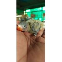 ราคา ขายลูกป้อนนกเลิฟเบิร์ดสีเขียวBM (354069614)