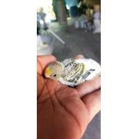 ราคา ขายลูกป้อนนกหงส์หยกหน้าโกเด้นลูกผสมอังกฏษกับฮอลเเลนด์ (360230126)